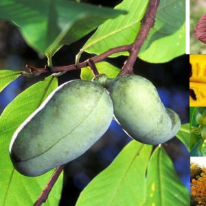 Ásimina trojlaločná - Banán severu PAW PAW (Asimina triloba) ´REBECCA´ - výška 50-70 cm, kont. C10L